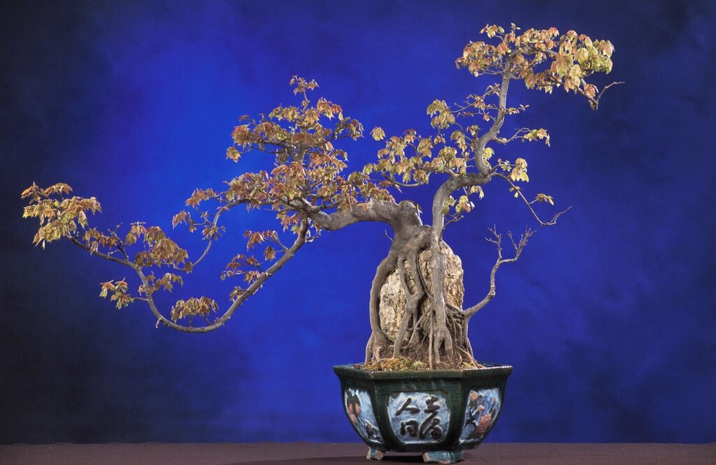 Can You Save A Dead Bonsai Tree?