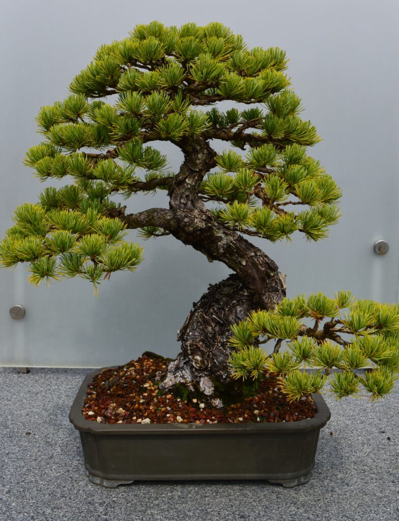 Curbing Unwanted Growth: How To Redirect Bonsai Energy.