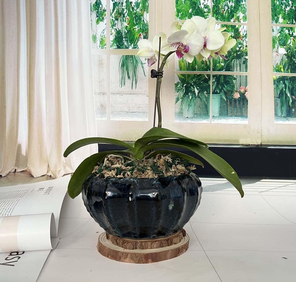 Fowargif 8inch Modern Large Shinny Black Ceramic Bonsai Pot,Cactus pots,Ceramic Plant Pot for Orchids,Decorative Orchid pots with Hole (Midnight Black)