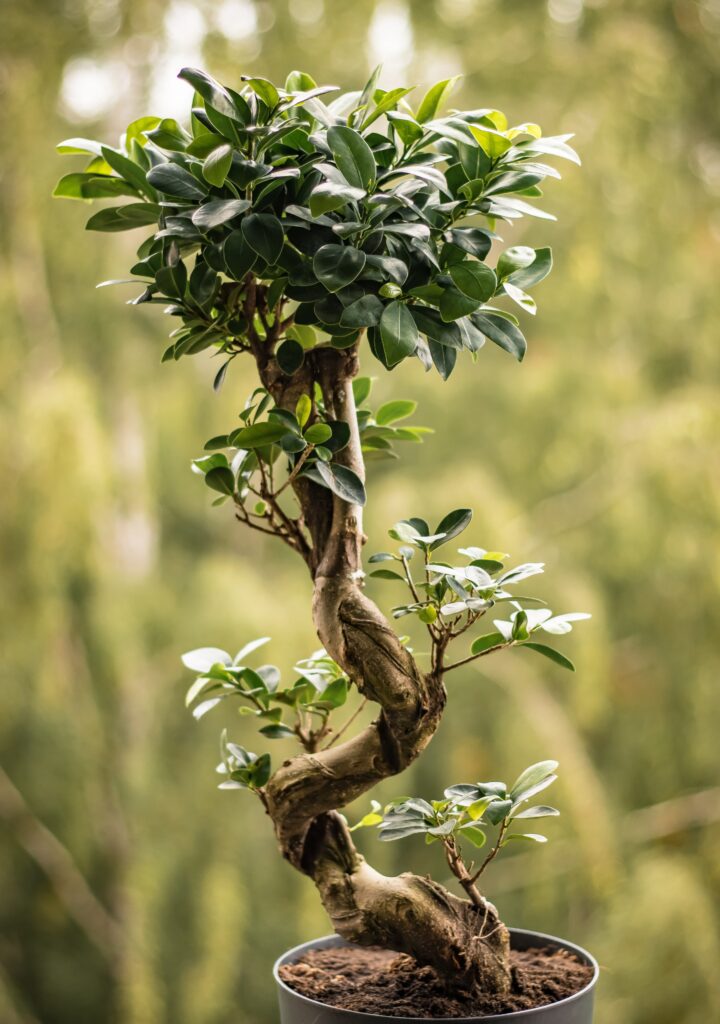 The Resilience Of Bonsai: Stories Of Trees Surviving Against Odds.
