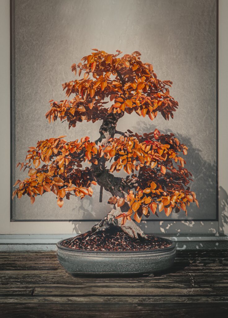 The Resilience Of Bonsai: Stories Of Trees Surviving Against Odds.
