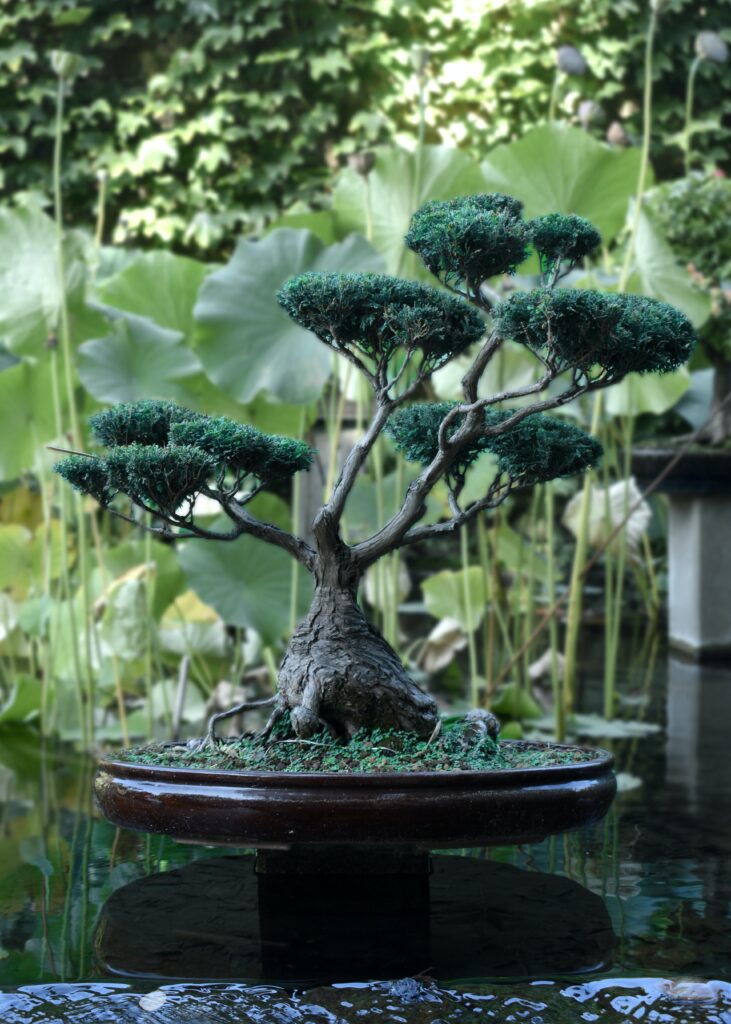 Bonsai Museums Around The World: Where Inspiration Meets Legacy.