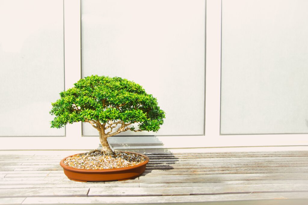 Bonsai On The Global Stage: How Different Countries Interpret The Art.