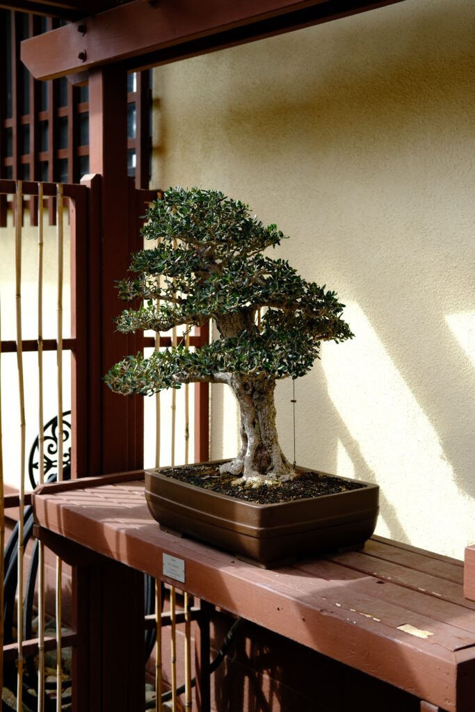 Do Bonsai Plants Need Water Or Ice?