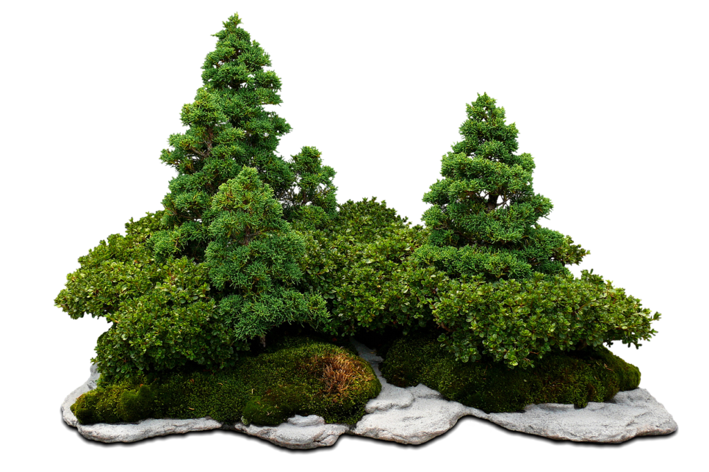 Introduction To Bonsai: An Ancient Art Of Miniature Trees.