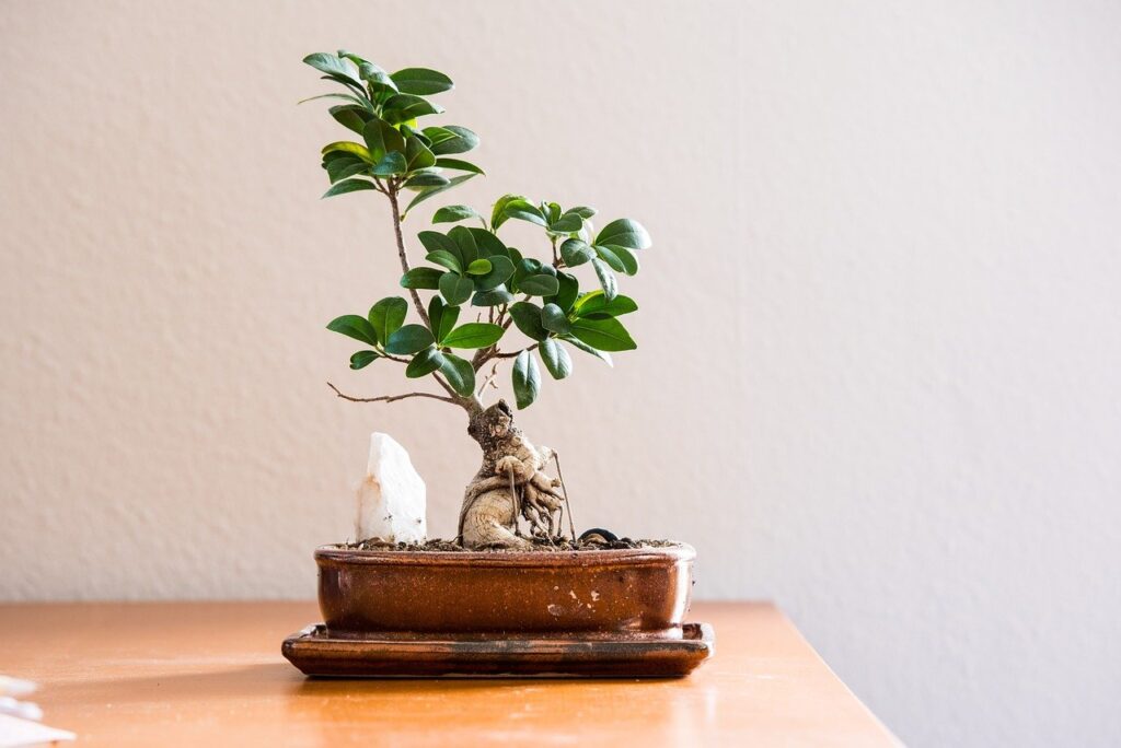 Introduction To Bonsai: An Ancient Art Of Miniature Trees.